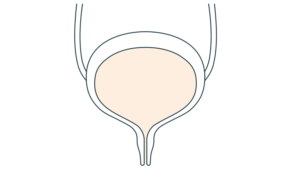 Le stockage de l’urine 