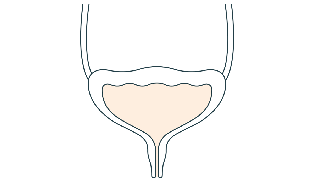 L’évacuation de l’urine